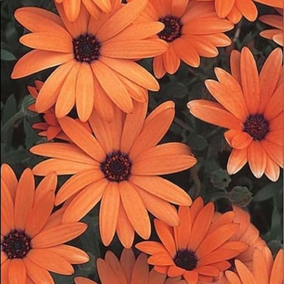 Meet your Posher, Sasha - Picture 5 of 8